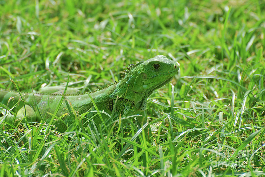 Green Iguana in Thick Grass Photograph by DejaVu Designs