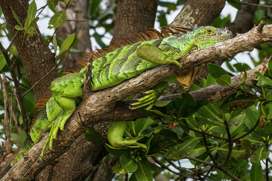 Green Iguana In Tree Photograph by Ginger Stein