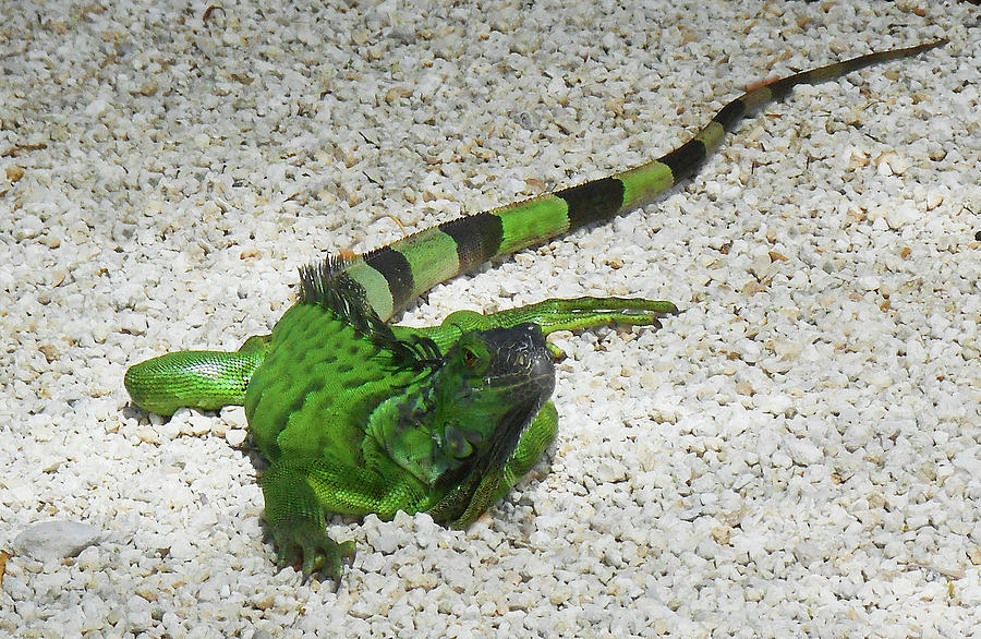 Green Iguana Photograph by Irina Sztukowski