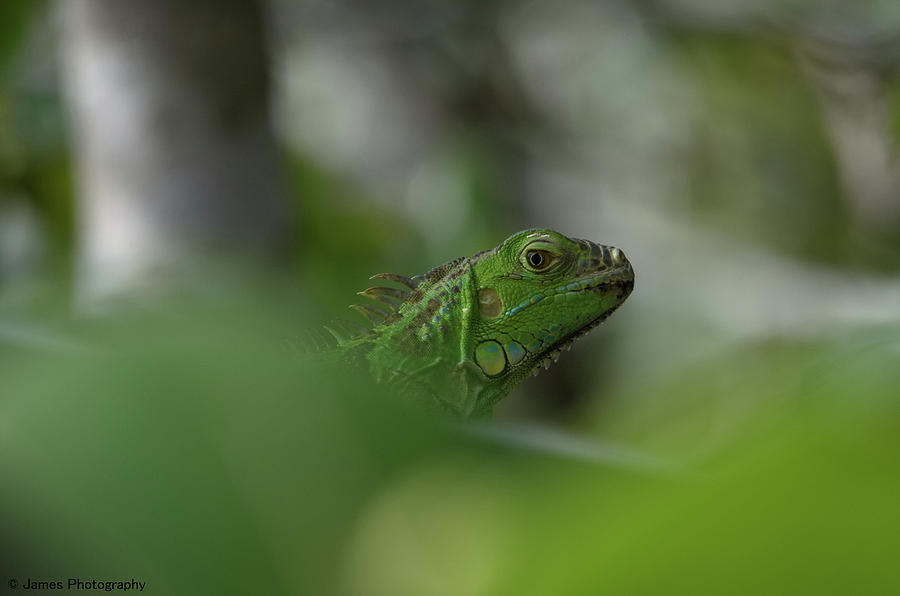 Green Iguana Photograph by James Petersen