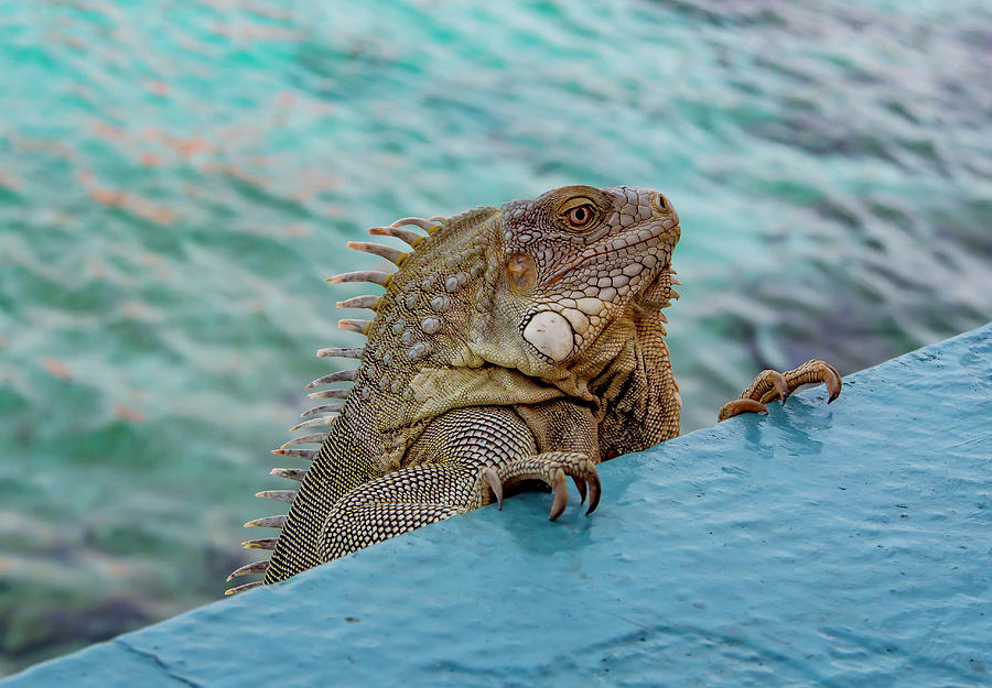 Green Iguana Looking over Wall Photograph by Jean Noren