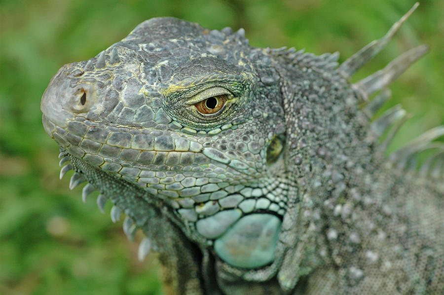 Green Iguana Photograph by Mary Lane - Fine Art America