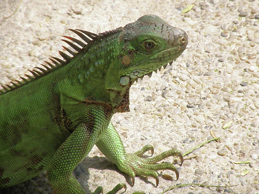 Green Iguana on a Pathway Photograph by DejaVu Designs