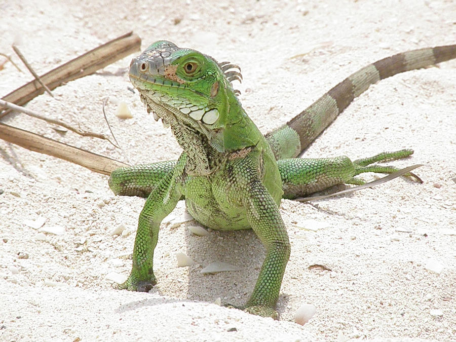 Green Iguana on a Sandy Beach Photograph by DejaVu Designs