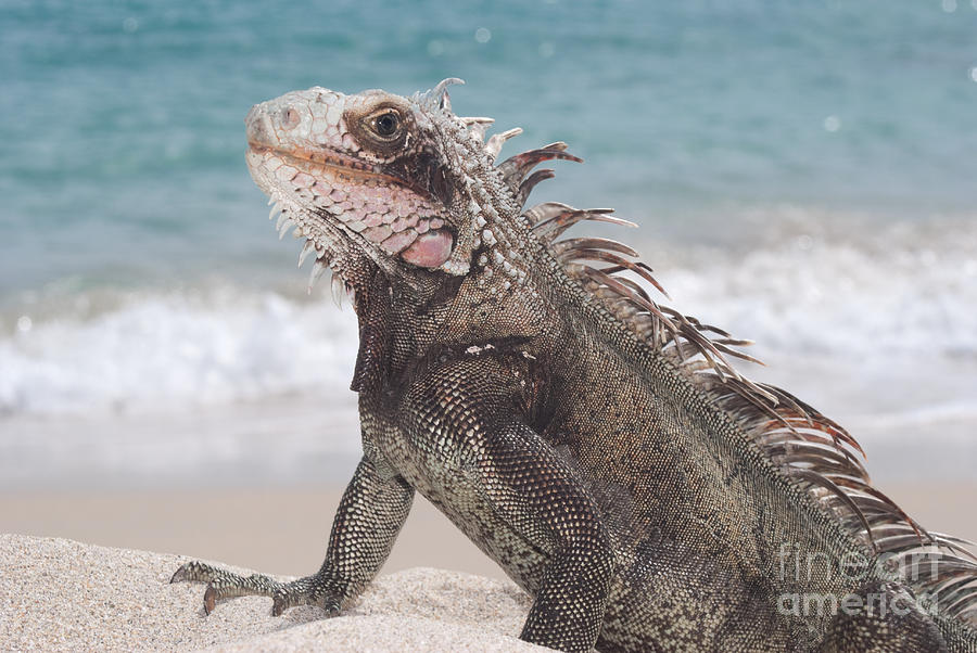 Green Iguana on the beach Photograph by Anthony Totah