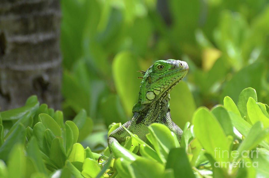 Green Iguana Peaking Out of a Shrub Photograph by DejaVu Designs