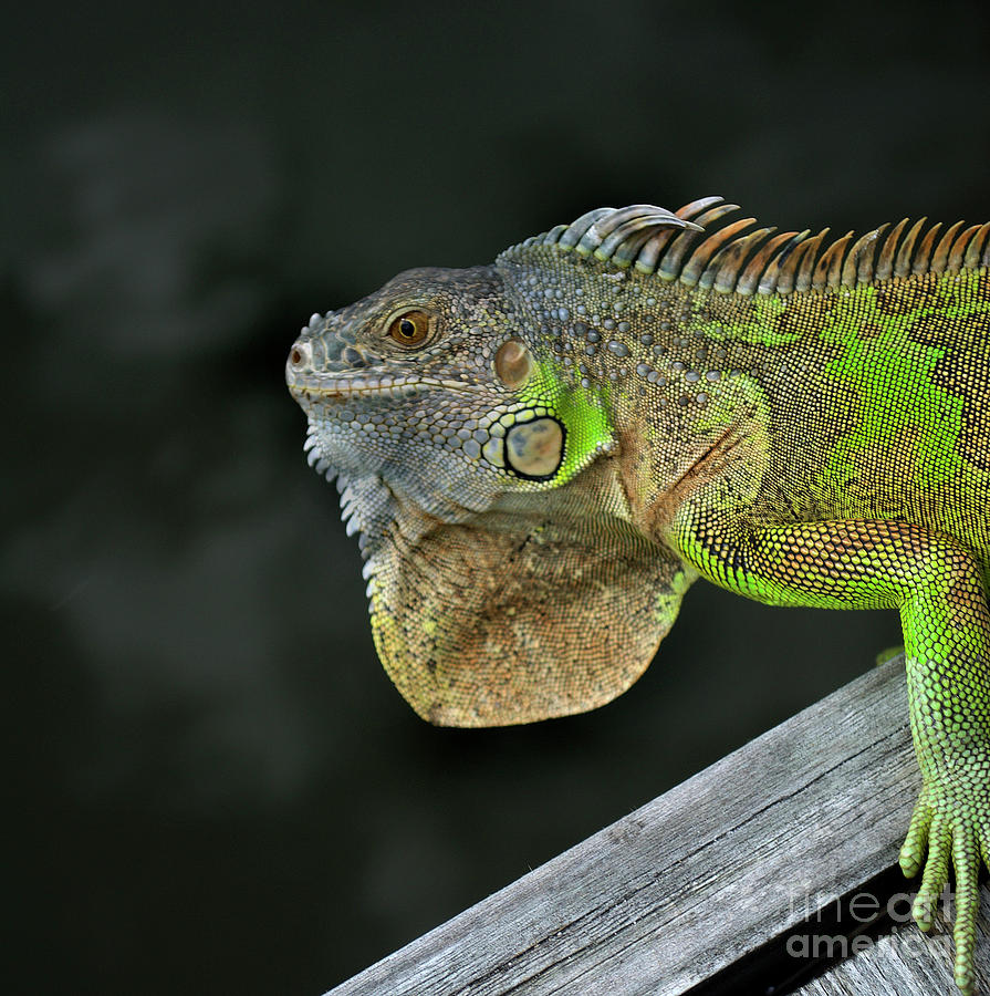 Green Iguana Portrait Photograph by Skip Willits