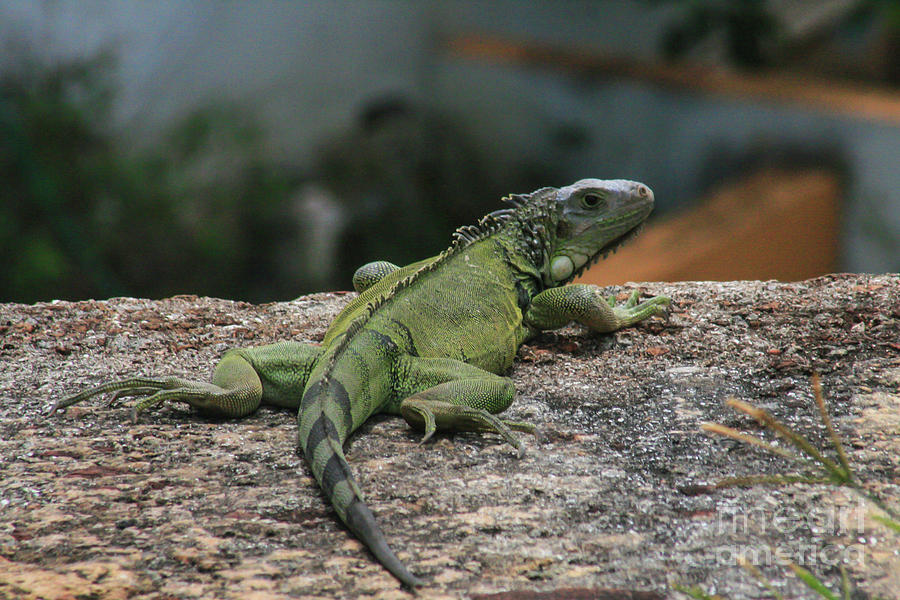 Green Iguana Photograph by Robert Wilder Jr