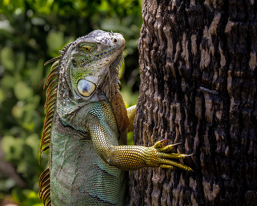 Green Iguana Photograph by Ron Pate