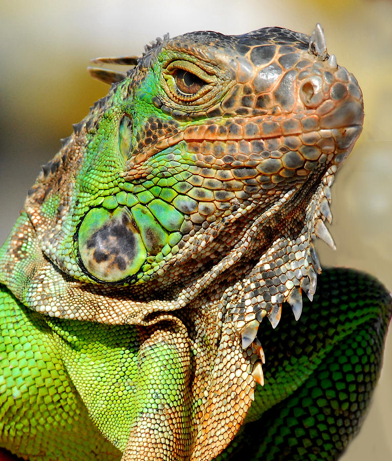 Green Iguana series Photograph by Craig Incardone