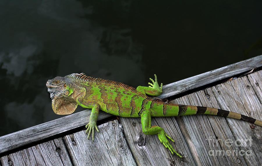 Green Iguana Photograph by Skip Willits