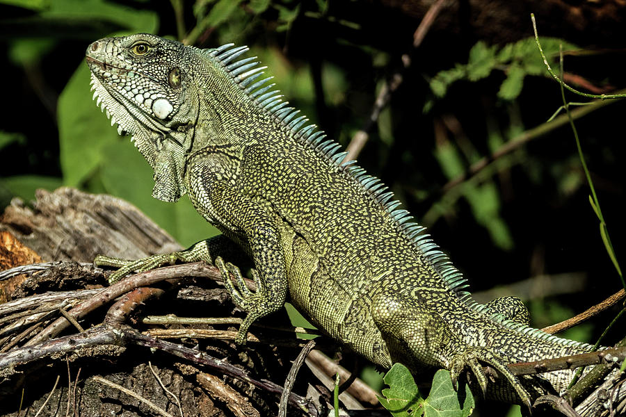 Green Iguana Photograph by Steven Upton