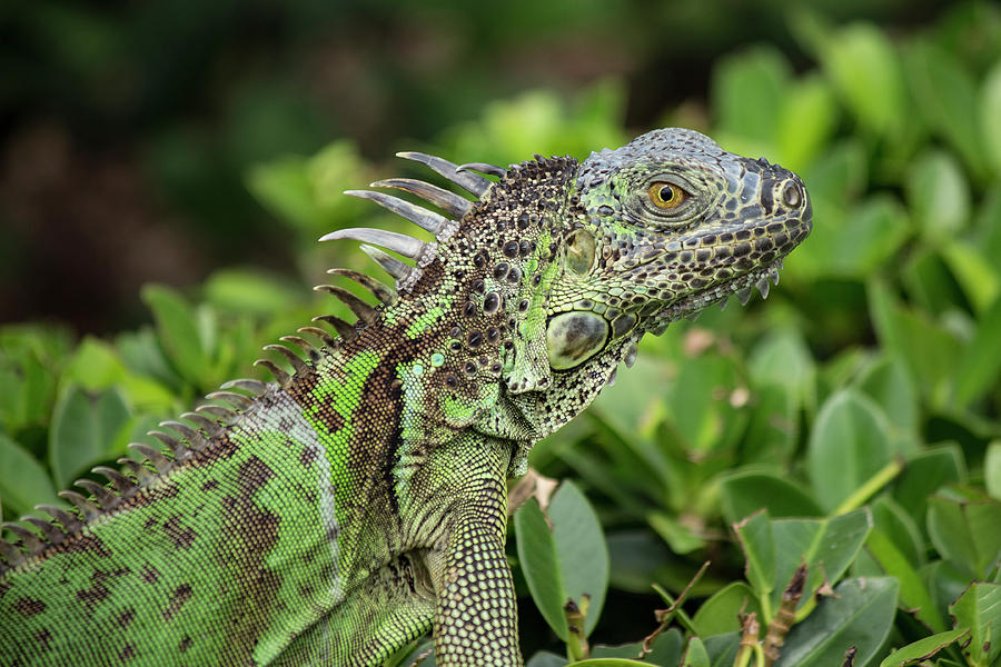 Green Iguana Photograph by Teresa Wilson