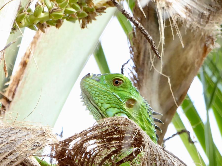 Green Iguana Up Close Photograph by Margaret Brooks