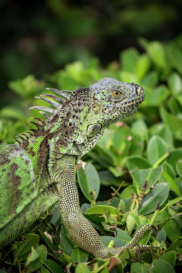 Green Iguana Vertical Photograph by Teresa Wilson - Fine Art America