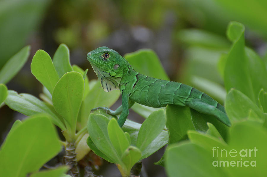 Green Iguana Walking On the Tops of a Shrub Photograph by DejaVu Designs