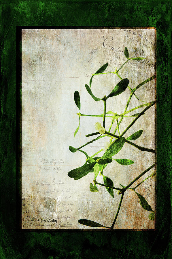 Lily Photograph - Green Illusion by Randi Grace Nilsberg