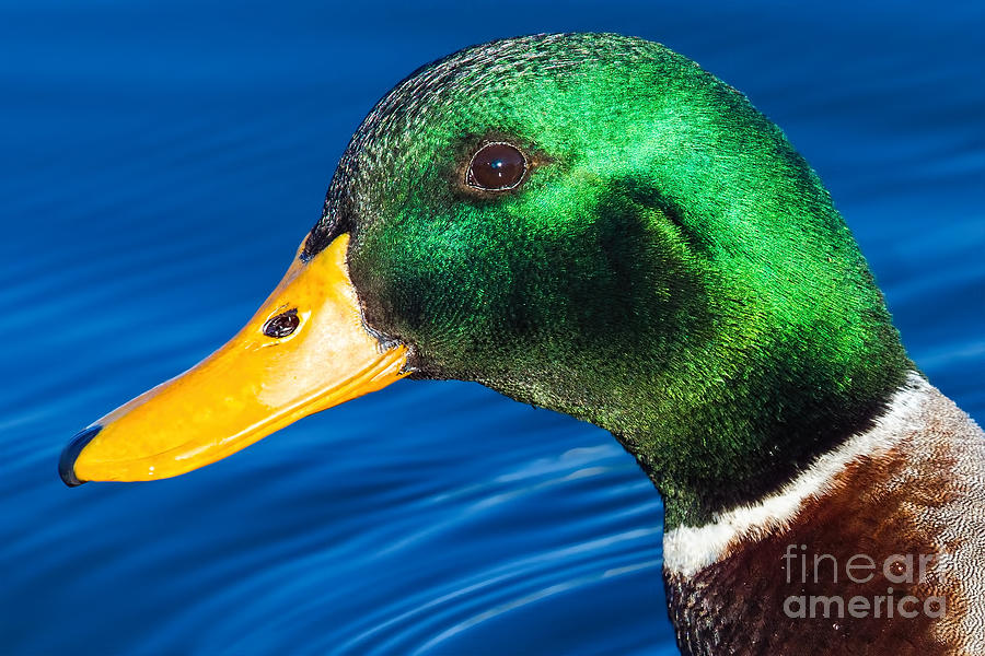 Duck Photograph - Green in Blue by Gary Holmes