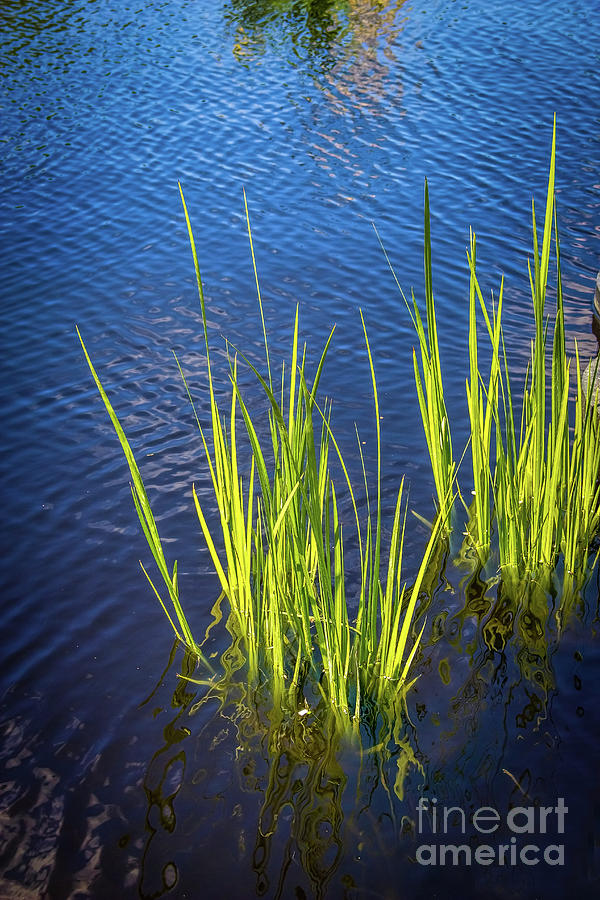 Green in Blue Photograph by Jon Burch Photography Fine Art America