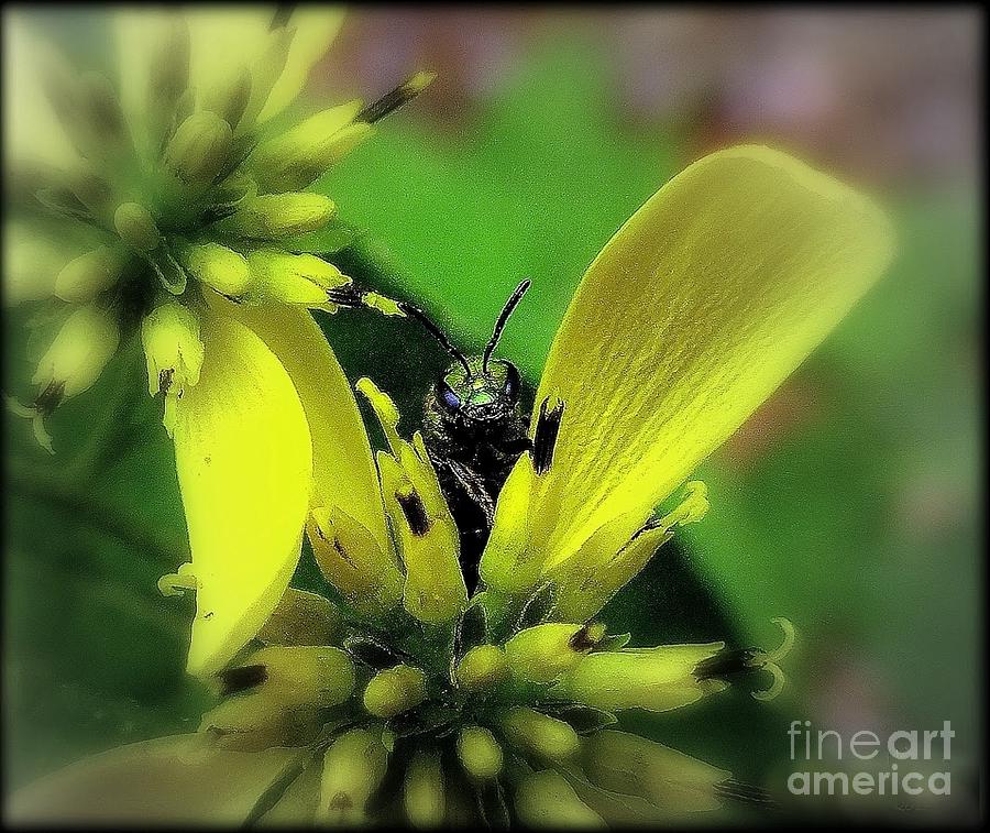 Macro Green Insect Yellow Flower Photograph by Len-Stanley Yesh