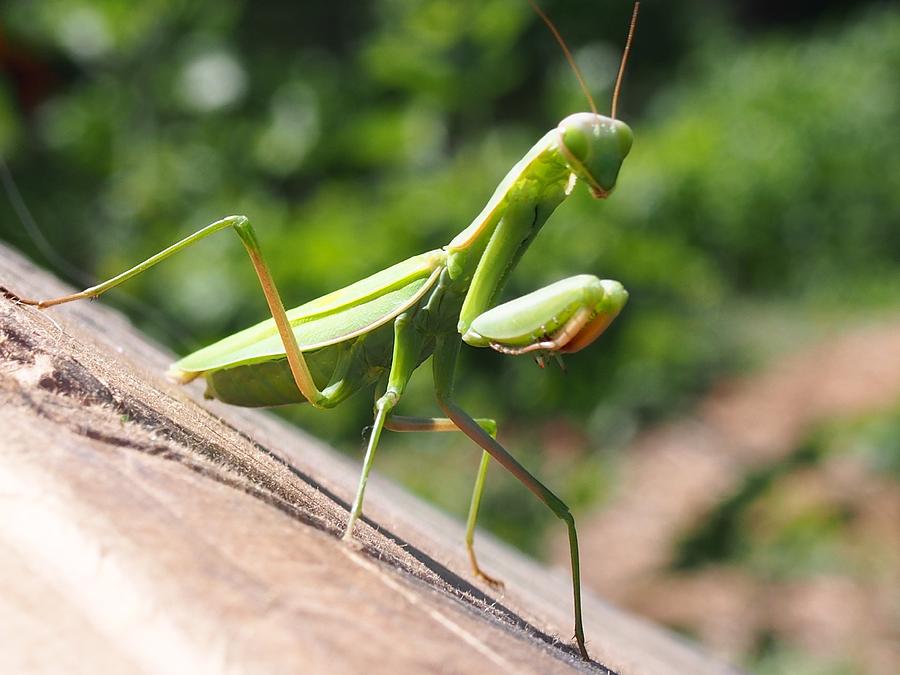 Green Photograph - Green Is My Favorite Color by Kayla Hall Green Photograph - Green Is My Favorite Color by Kayla Hall