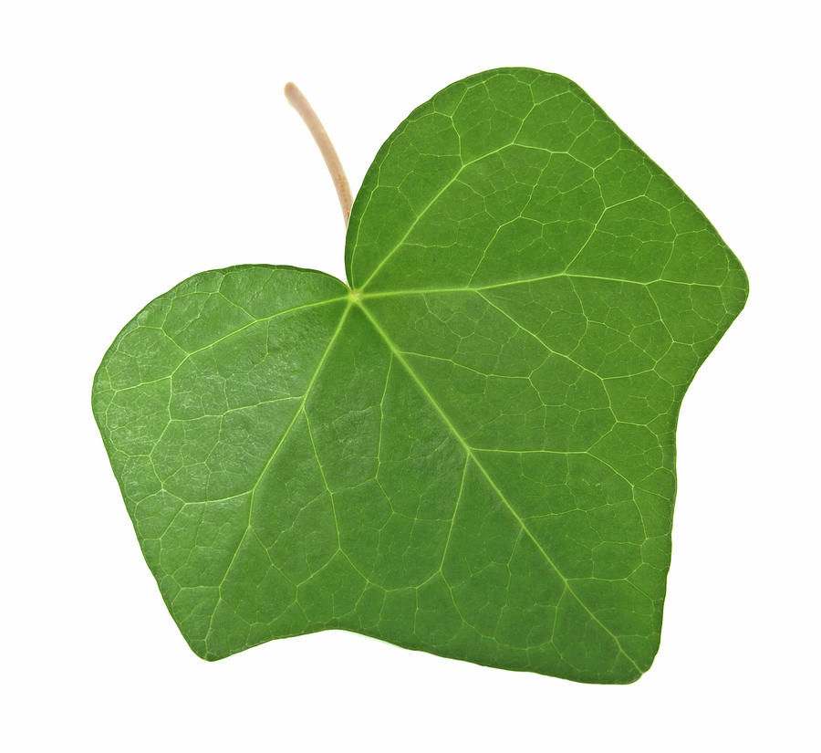 Nature Photograph - Green ivy leaf by GoodMood Art