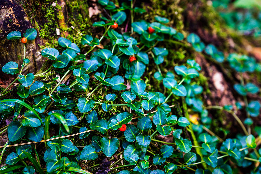 Green Ivy with Red Berries Photograph by Chris Bordeleau