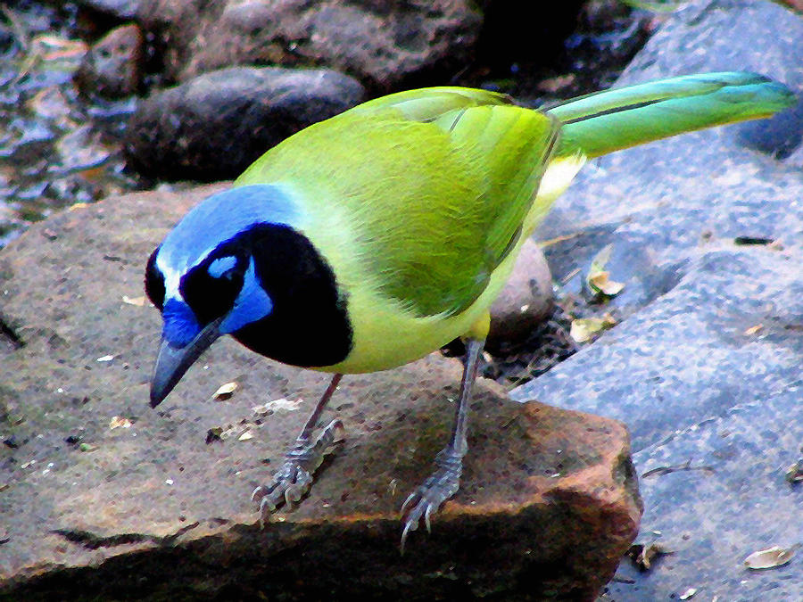 Feather Photograph - Green Jay by Evelyn Patrick