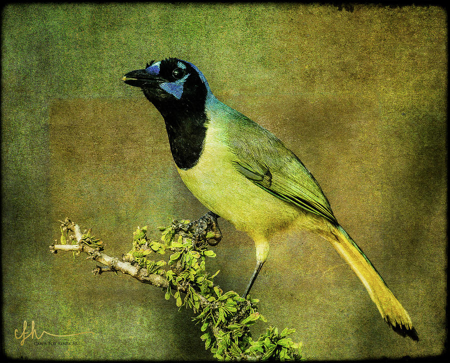 Green Jay With Textures Digital Art by Carol Fox Henrichs - Pixels