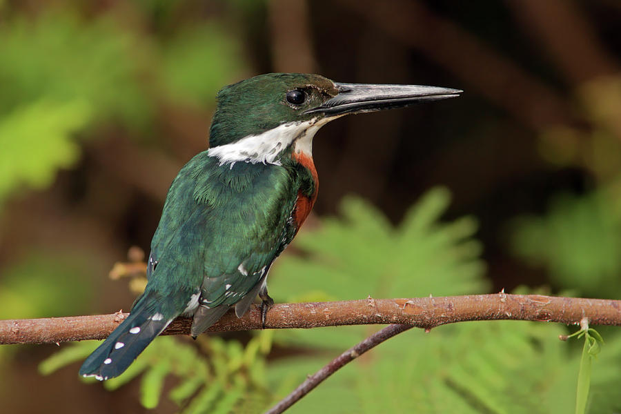Green Kingfisher Photograph by Aivar Mikko