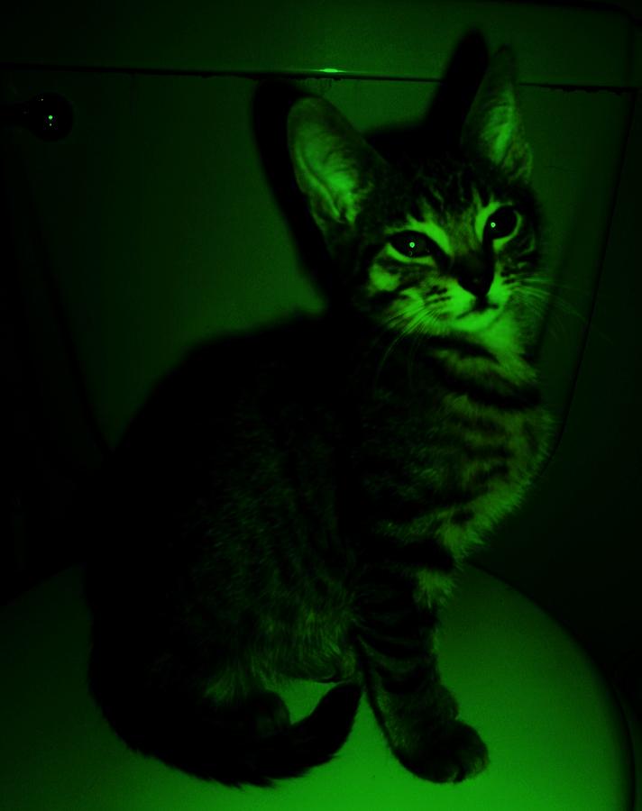 Green kitty.......... Photograph by WaLdEmAr BoRrErO