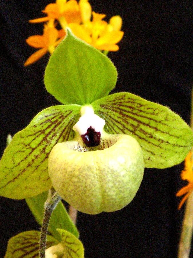 Green Ladyslipper Orchid Photograph by Alfred Ng