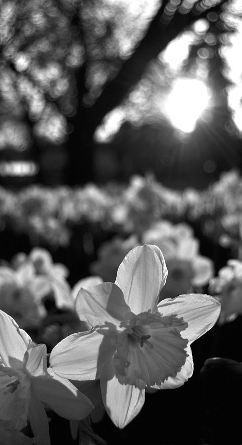 Green Lake Flowers Black and White Photograph by Pelo Blanco Photo