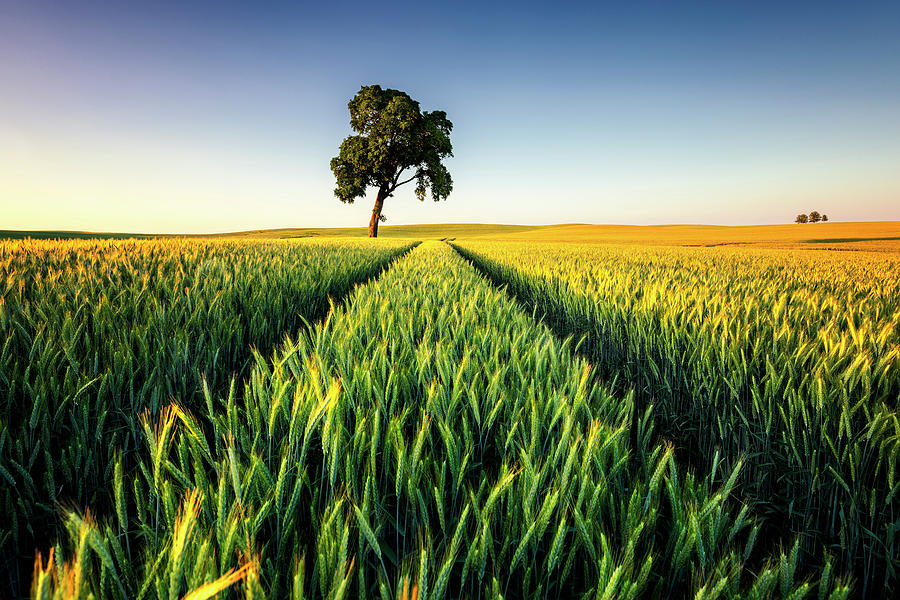 Green landscape Photograph by Jan Sieminski - Fine Art America