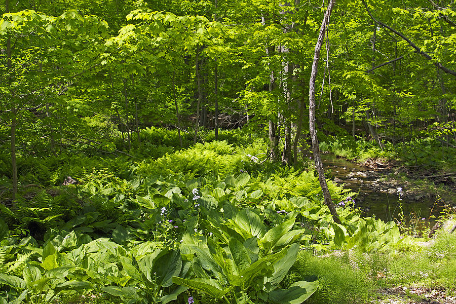 Green Landscape of Summer Foliage Photograph by Carol Senske