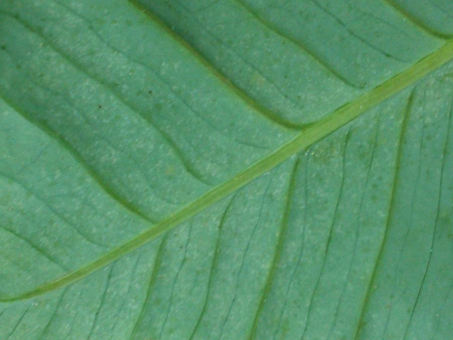 Green Leaf 1 Photograph by Jennifer Bright Burr