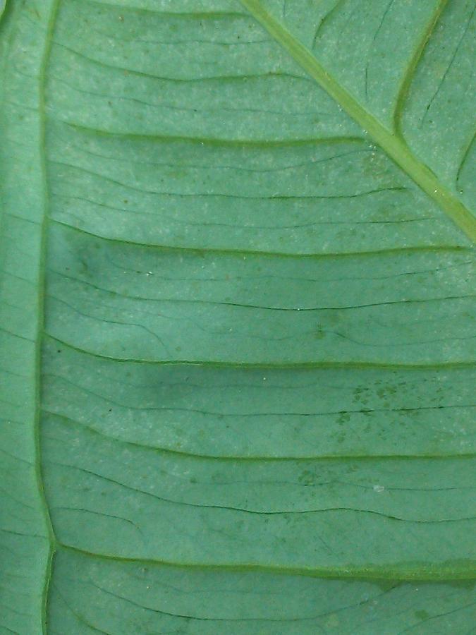 Green Leaf 2 Photograph by Jennifer Bright Burr