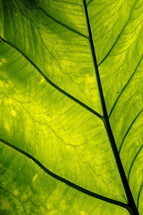 Green Leaf Photograph by Alan Hart