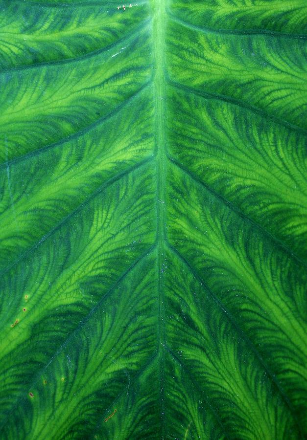Green Leaf Photograph by Alma Yamazaki