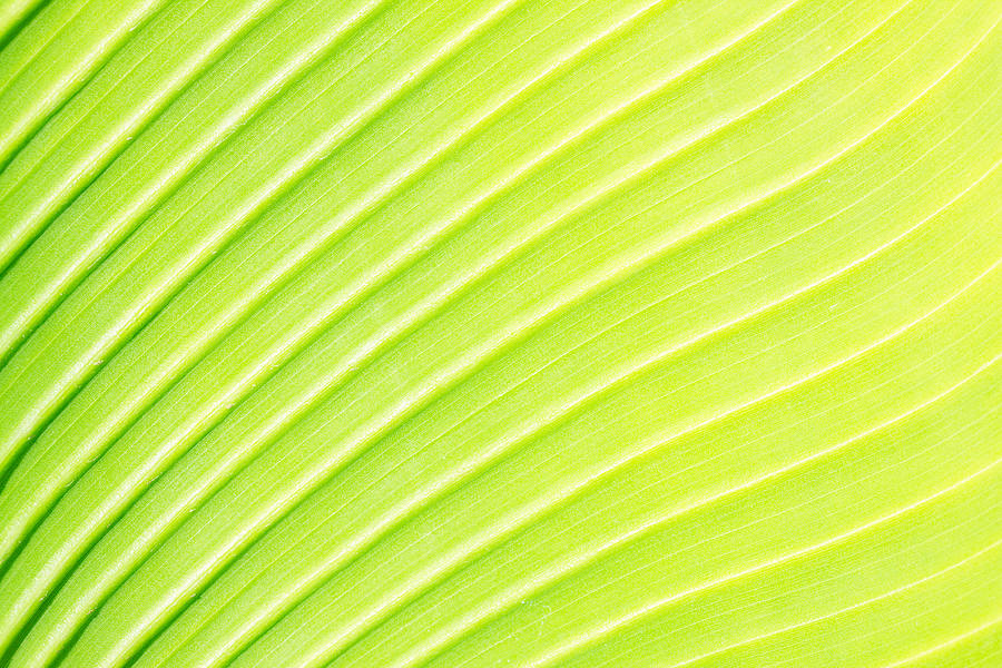 Green Leaf Photograph by Anastasy Yarmolovich