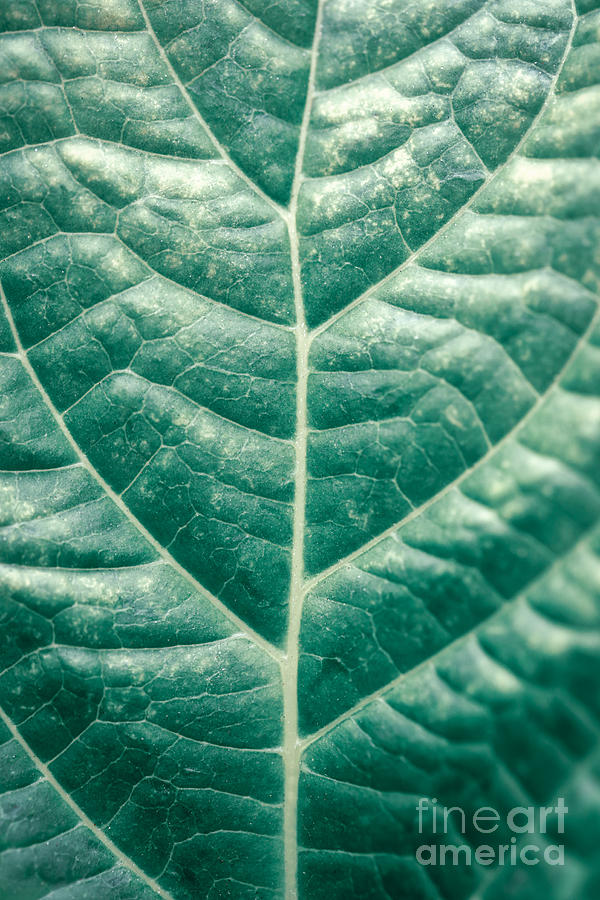 Green leaf background Photograph by Anna Om