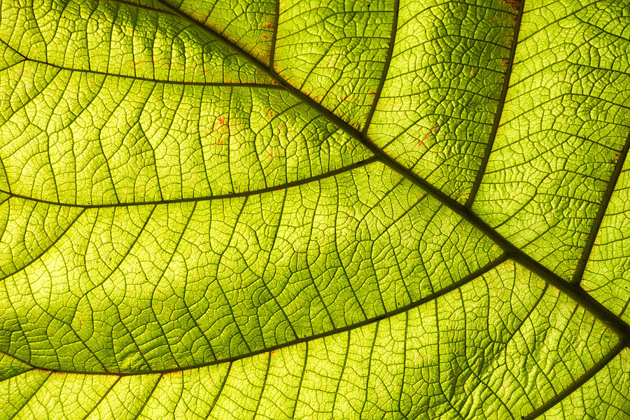 Green leaf closeup Photograph by Matthias Hauser
