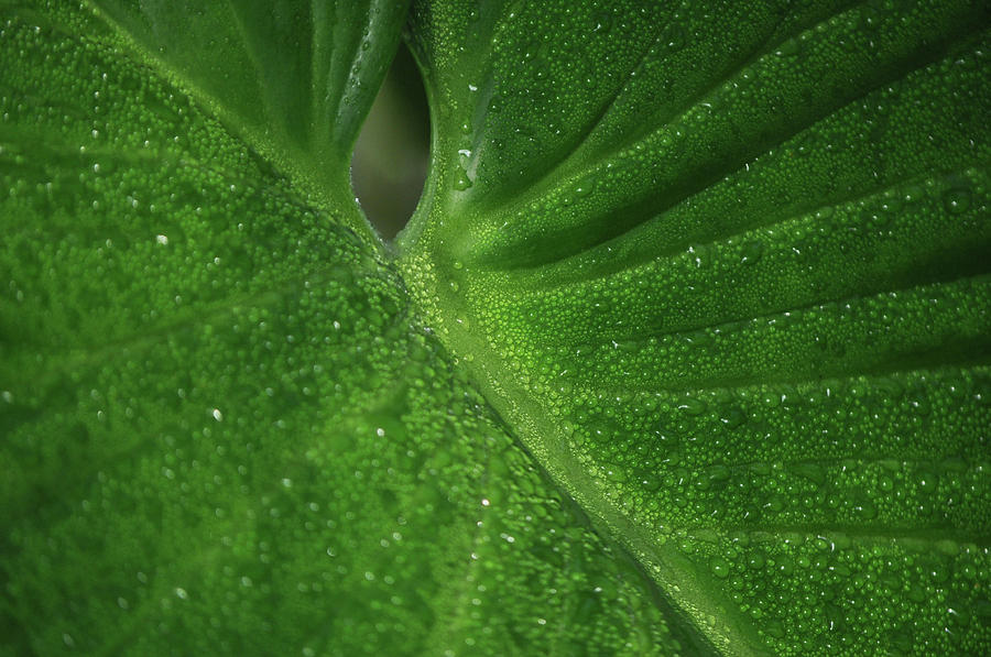 Green Leaf Dew Drops Photograph by Kyle Hanson