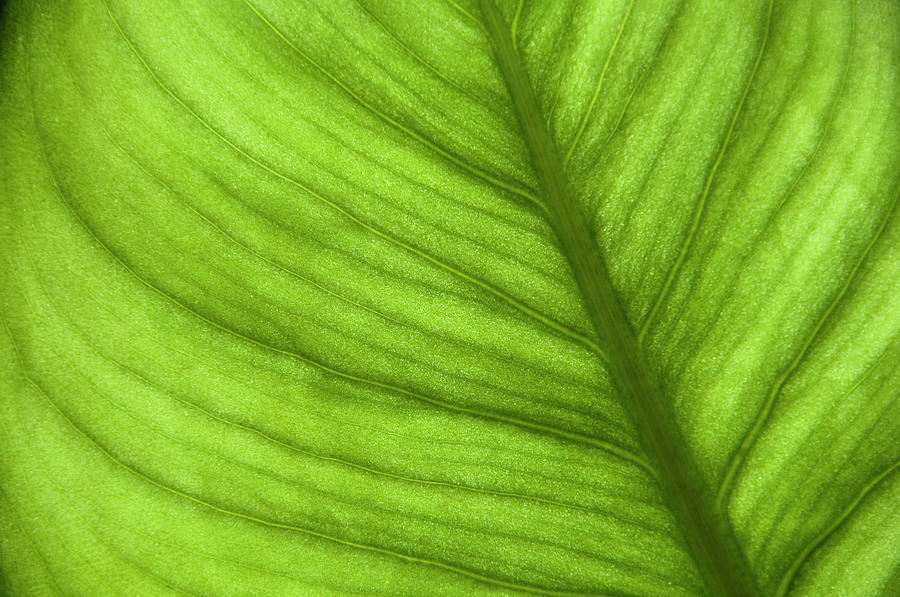 Green leaf Photograph by Dutourdumonde Photography