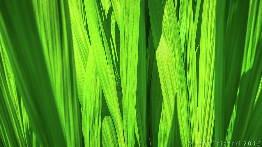 Green Leaf Photograph by Henri Irizarri