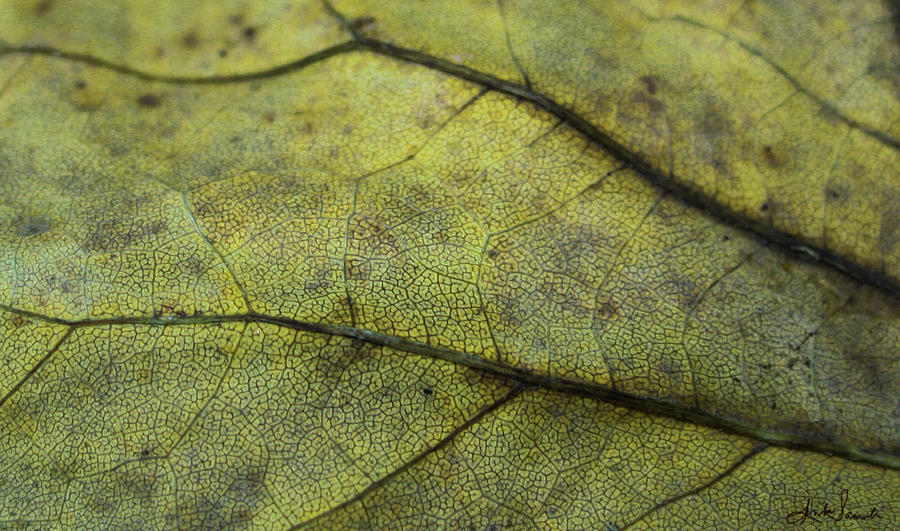 Green Leaf Photograph by Linda Sannuti