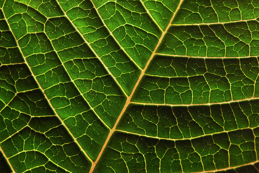 Green Leaf Macro Photograph by Morgan Wright