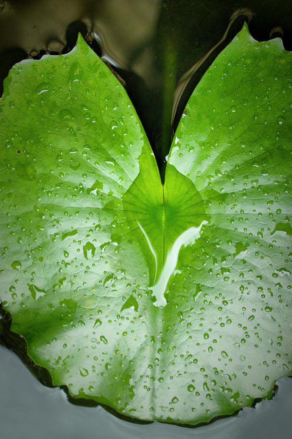 Green Leaf Photograph by Mario Bennet | Fine Art America