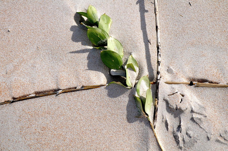 Beach Photograph - Green Leaf On Beach by Laura Ogrodnik