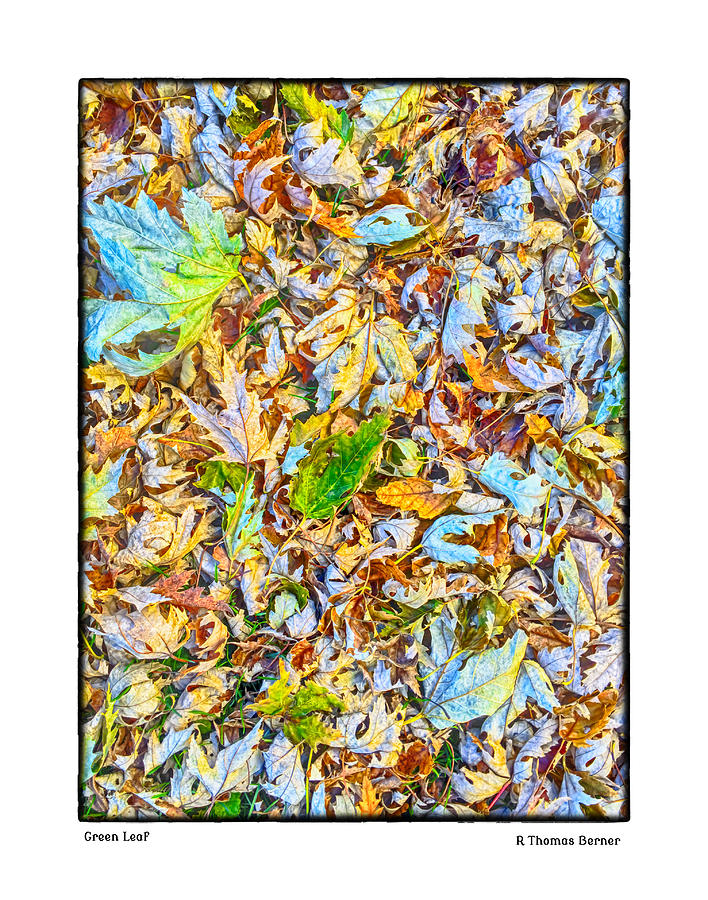 Green Leaf Photograph by R Thomas Berner